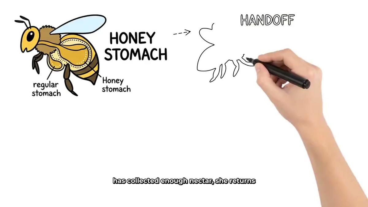 A Story Boards whiteboard video about how bees make honey, with a coloured bee diagram and a hand drawing the next sketch